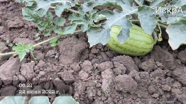 Арбуз Пекин порционный (jseeds) смотреть онлайн