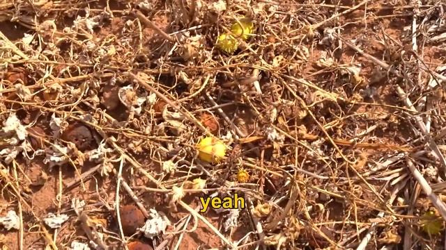 fishing but it's scuffed смотреть онлайн