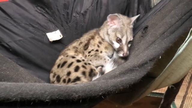 Удивительные генетты из Иркутского Зоосада смотреть онлайн