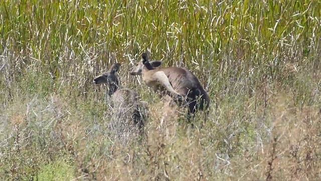 Eastern Grey Kangaroo, Macropus giganteus, Leeton, NSW, Australia, 3 Mar 2022 (2/3) смотреть онлайн