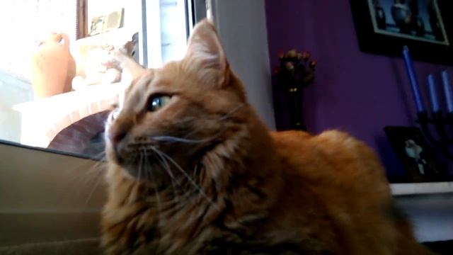 ГОВОРЯТ ЧТО РЫЖИЕ КОТЫ ПРИНОСЯТ ДЕНЬГИ В ДОМ , ДУМАЮ :С КАКОЙ СТОРОНЫ ДОМА РАСКОПКИ НАЧАТЬ ? смотреть онлайн