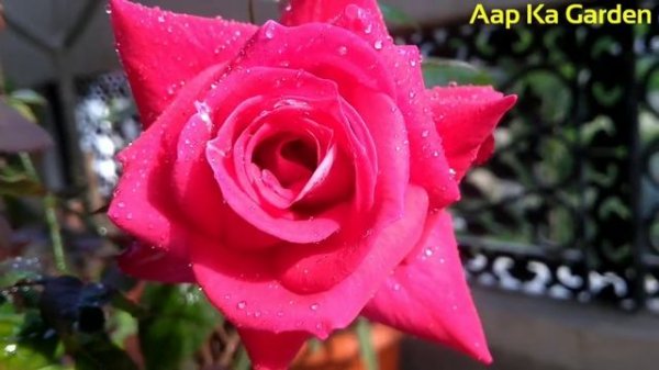 Rose plant care : Osiria a rare variety of rose - Identification and care