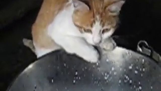 кот и молоко.AVI смотреть онлайн