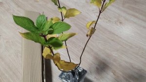 Долгожданные саженцы гортензии из питомника Анабель. Качество супер.