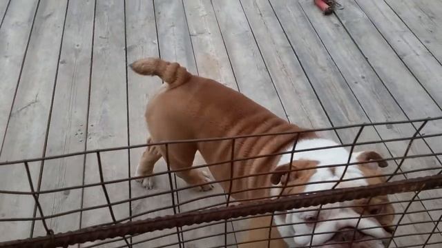 Английский бульдог мальчик 1,5 года шоколад. Rare color bulldog смотреть онлайн