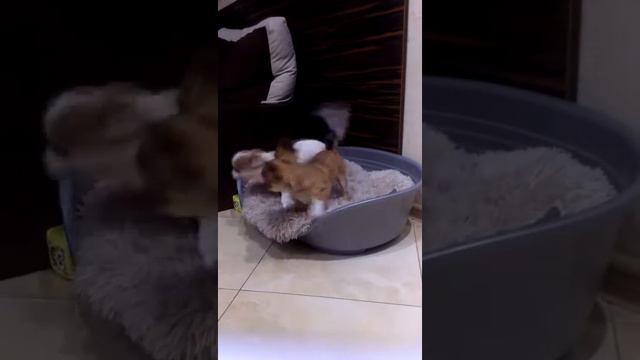 Чихуахуа дл\ш - щенки стандартного размера. смотреть онлайн