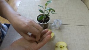 КАК ВЫРАСТИТЬ ИЗ СЕМЯН ЯБЛОНИ И ГРУШИ. ВЫСОКАЯ ВСХОЖЕСТЬ.