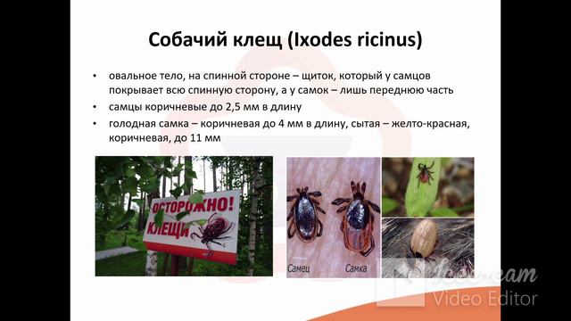 12. Эктопаразиты (клещи, блохи, вши) Морфология и физиология. Жизненный цикл смотреть онлайн