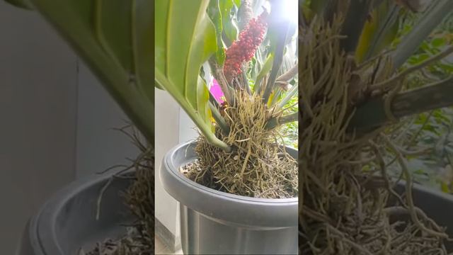 Bagi-bagi Biji Dan Benih Anthurium Gelombang Cinta смотреть онлайн
