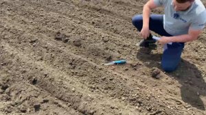 Посевная 2021! Сеем подсолнечник! Обзор на сеялку ТСМ-8000А!