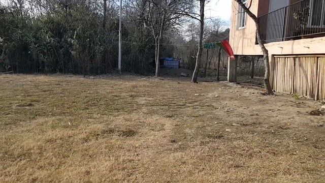 АБХАЗИЯ | Любимая мамалыга в апацхе | Поездки по субтропикам смотреть онлайн