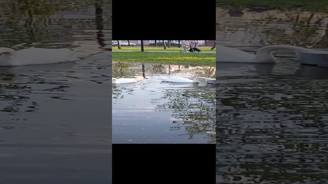 Лебеди. смотреть онлайн