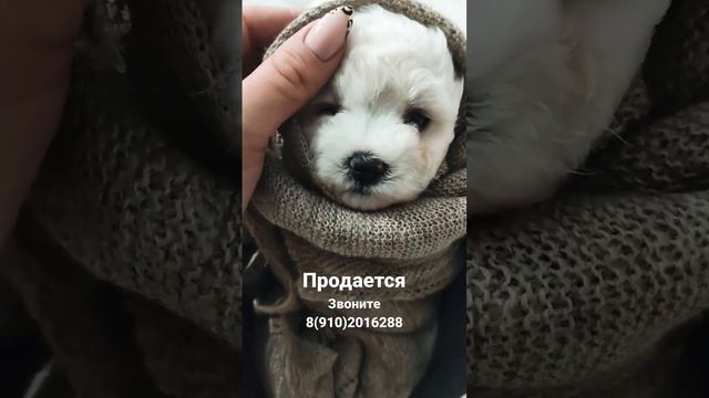 Маленькая кукольная милота| Продаются щенки Бишон Фризе 😍 | dogs | Бишон фризе смотреть онлайн