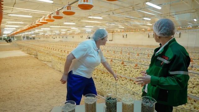 НЕРЕАЛЬНЫЙ ОБЪЕМ ПРОИЗВОДСТВА | Весь цикл работы птицефабрики за 20 минут | ПРОДО Тюменский бройлер смотреть онлайн