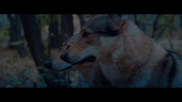 Руслан Добрый, Tural Everest - Волки (Премьера Клипа).mp4