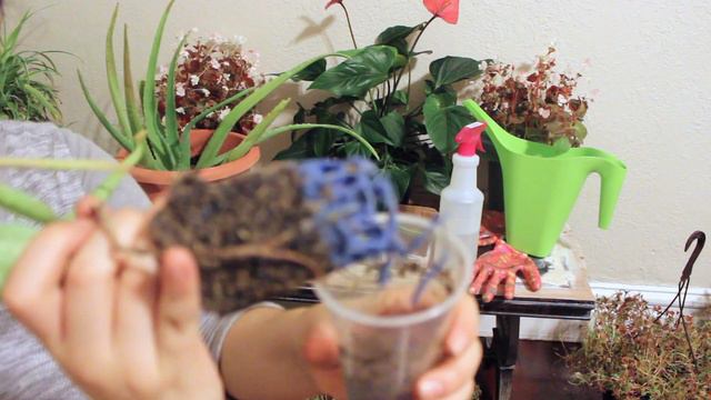 Repotting Aloe смотреть онлайн