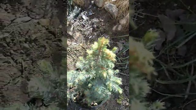 Моя новинка-ель канадская Сандерс Блю...сосна горная Карстенс Винтер Голд... смотреть онлайн