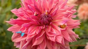 Георгина декоративная Пеннхилл Дарк Монарх ? обзор: как сажать, луковицы георгины