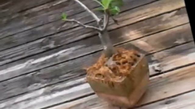 The Lizard Is Wizard Of Local Search Marketing(4) смотреть онлайн