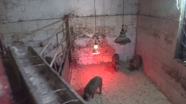 Свиней много ,Денег нет , Главное в штаны не наложить Жидкого....... смотреть онлайн