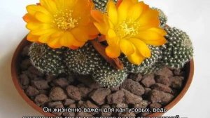 Грунт для кактусов: основные требования к почве и варианты в домашних условиях