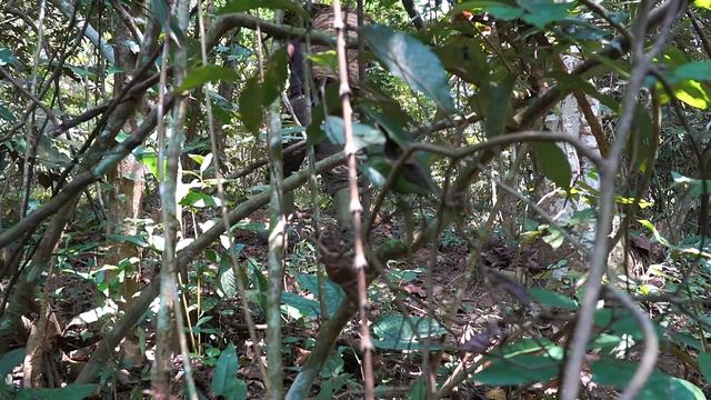 Hunting, Wild Food, Shelter, Catch and Cook: Survival Alone | EP.294 смотреть онлайн