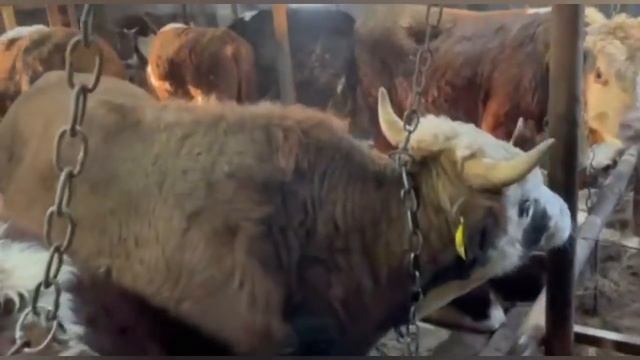 Откорм бычков. Сарай новичка по откорму, результат за 2 месяца откорма.fattening bulls смотреть онлайн