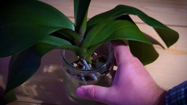 Орхидея в воде. 8 дней спустя. Орхидеи, что случилось?