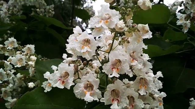 Шелковник, алматинские цветы, растет черешня смотреть онлайн