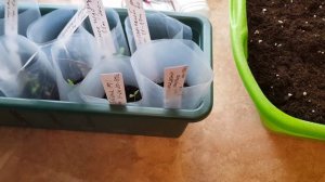 ЗАЧЕМ ВЫРАЩИВАТЬ ТОМАТЫ БЕЗ ПИКИРОВКИ?