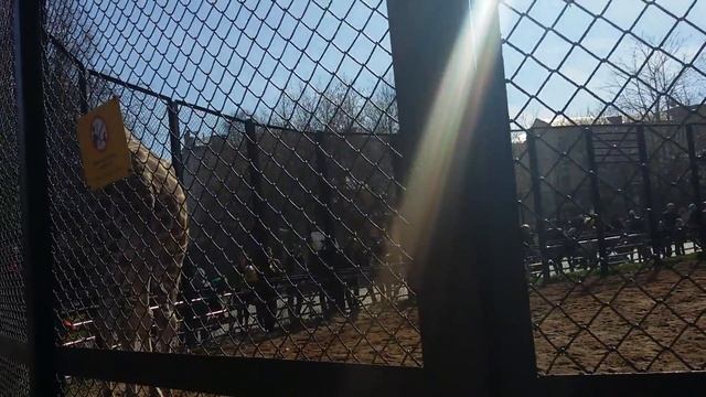 Весёлый Жираф. (Giraffa). Московский зоопарк (Moscow Zoo). смотреть онлайн