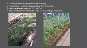 Сорт томата "Черная галактика"