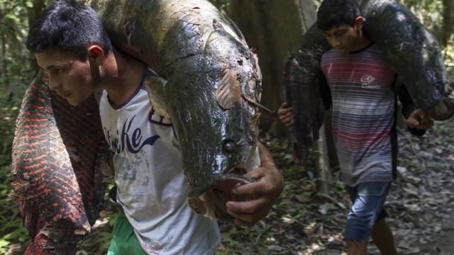 The Gigantic Pirarucu Fish In Brazil Faces Extinction