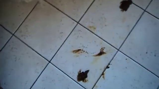 Pood upon while combing my dog смотреть онлайн