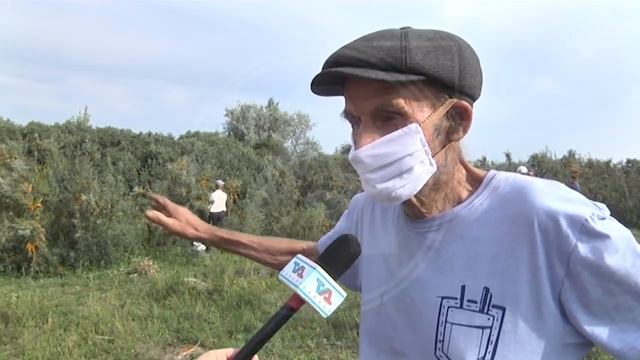 Собирать облепиху бесплатно можно в Житикаринскои районе смотреть онлайн