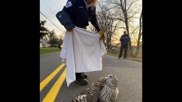 Ослабевшая сова лежала посреди дороги смотреть онлайн