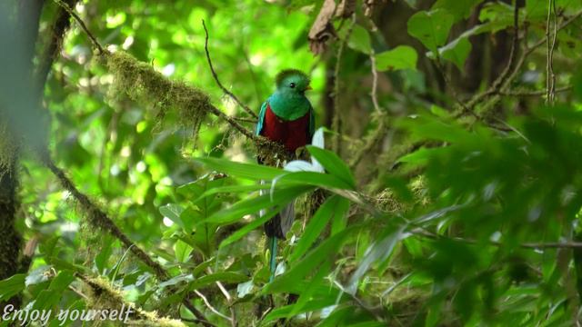 RESTORATION OF THE NERVOUS SYSTEM • Bird Chirping Melody, Deep Healing Music, Music For Soul #14