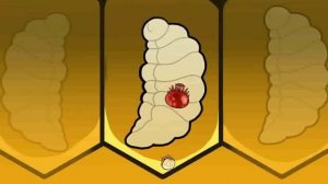 Варроа клещ. Как живет он  среди пчёл?  Что такое варроатоз?