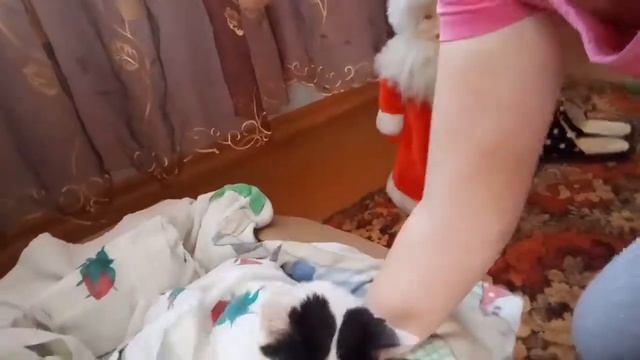 Где спит моя кошка и как можно сделать новое место твоей кошки смотреть онлайн