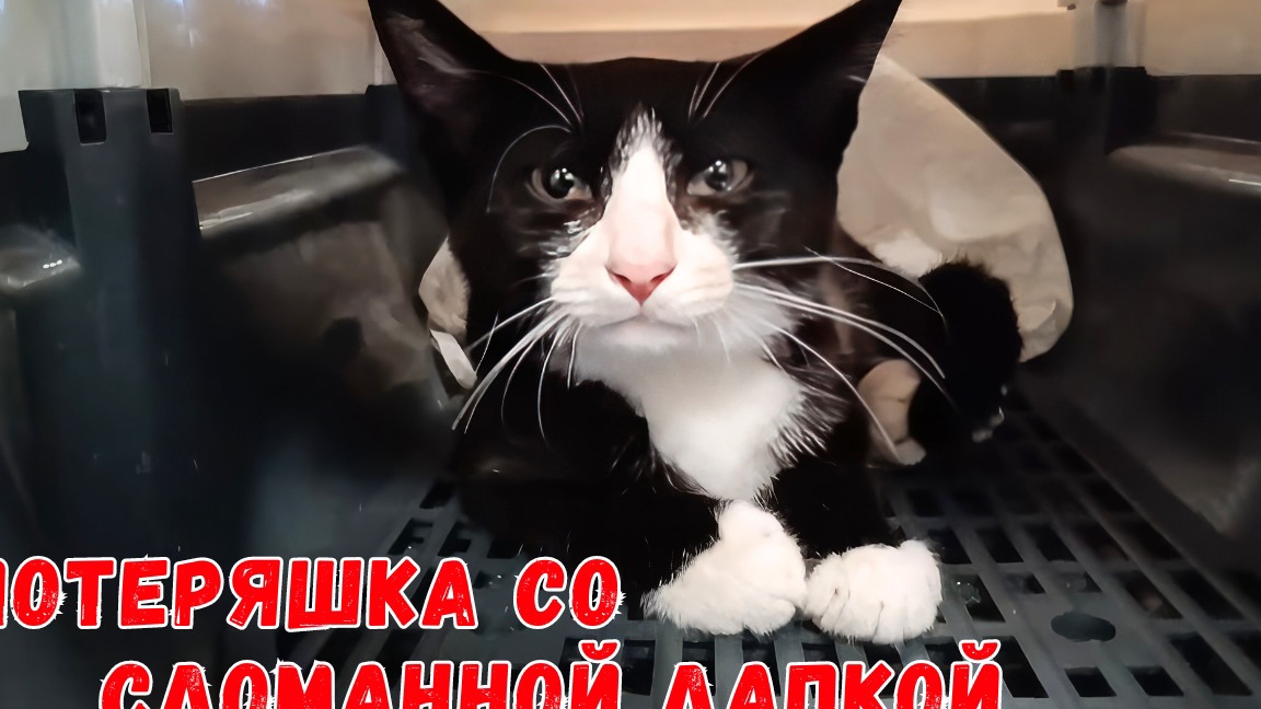 Потеряшка со сломанной лапкой. смотреть онлайн