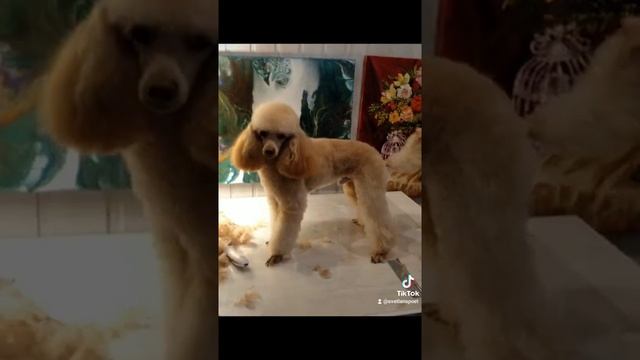 стрижка-пуделя-москва смотреть онлайн