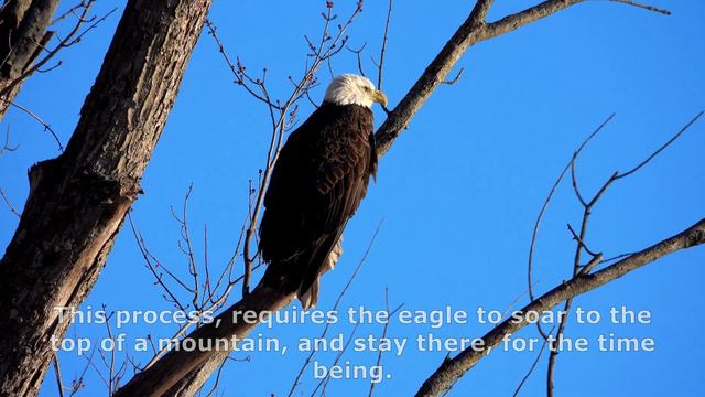 "My youth is renewed like an eagle" Psalm 102 verse 5 смотреть онлайн