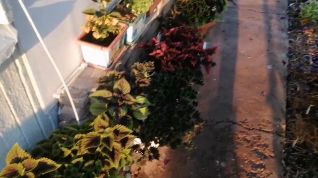Колеусы в кашпо подросли и окрасились в яркие цвета! смотреть онлайн