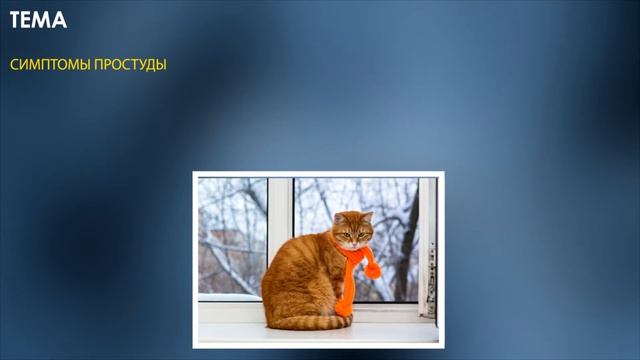 Симптомы и причины простуды у кошек! смотреть онлайн