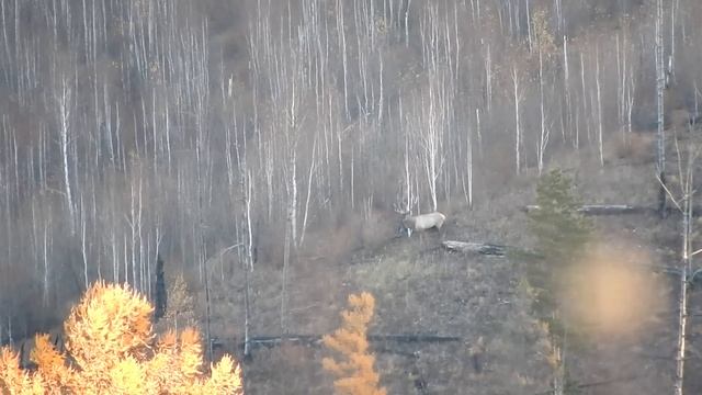 РЕВ ИЗЮБРЯ. ПЕРЕЗАЛИВ смотреть онлайн