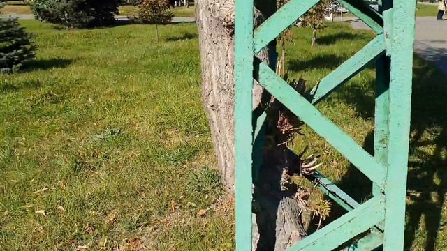 Прогулка по Барнаулу смотреть онлайн