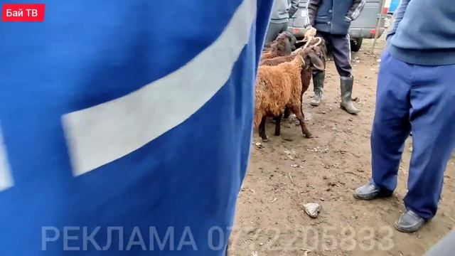 КУРШАБ КОЙ БАЗАРЫ! 28 МАЙ 2022 смотреть онлайн