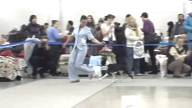 Евразия-2-2011, ринг басенджи, часть 2. смотреть онлайн