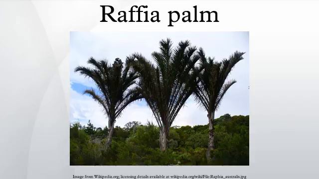 Raffia palm смотреть онлайн