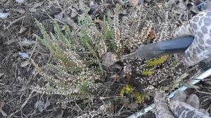 Вереск: весенний уход